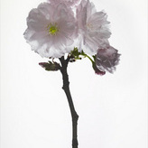 th_cherry_blossom_#1.jpg