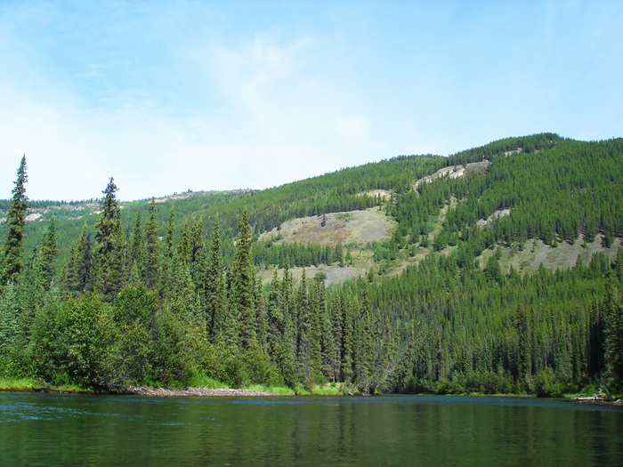 big salmon river with trees.JPG